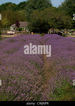 Norfolk Lavender, Kings Lynn, UK Stockfoto