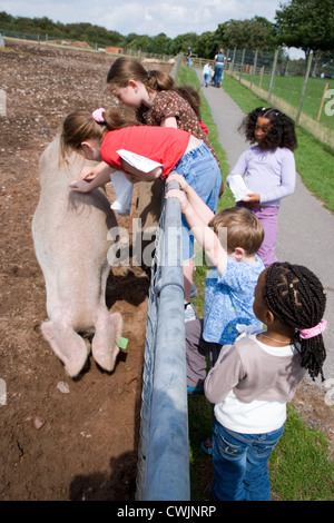 Kinder betrachten ein Schwein auf einen Kinder Ausflug nach einem Bauernhof, Stockfoto