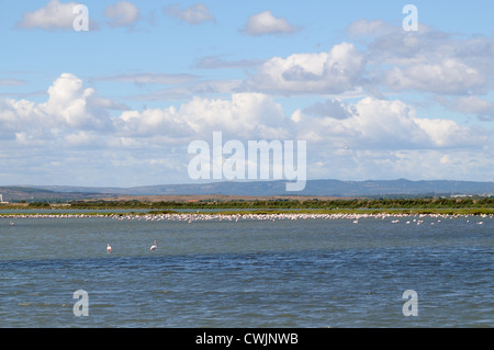 Größere oder rosa Flamingos PHOENICOPTERUS ROSEUS auf Salzwiesen Etang de l ' oder gesehen von D62 8 km westlich von Aigues-Mortes-Frankreich Stockfoto