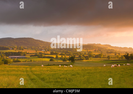 Ein Feld von Kühen in der Morvan Gegend Frankreichs. Stockfoto