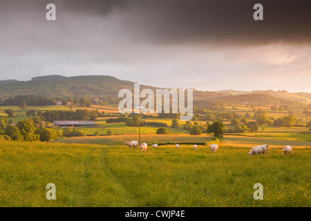 Ein Feld von Kühen in der Morvan Gegend Frankreichs. Stockfoto
