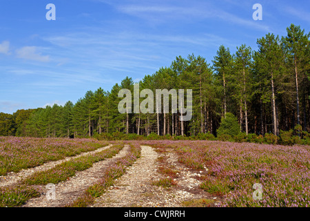 Lila Heidekraut in einem Feld am Rand eines Tannenbaums ausgekleidet Stück Wald in der New Forest-Hampshire Stockfoto