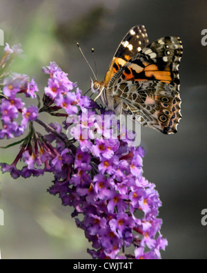 Amerikanischer Distelfalter Schmetterling Stockfoto