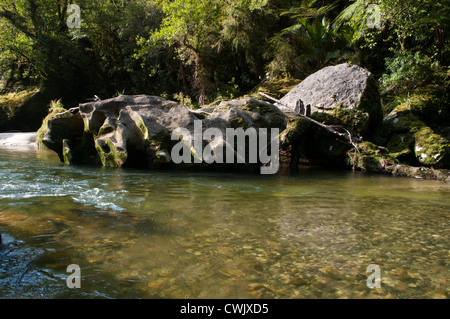 Spektakuläre ausgewaschene Felsen lag in der Pororai River Gorge im Paparoa National Park an der Westküste Neuseelands. Stockfoto