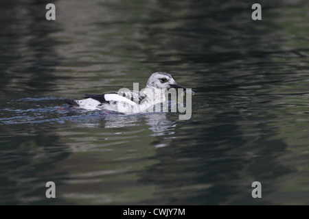 Black Guillemot Cepphus Grylle im Winter Gefieder, Shetland, Scotland, UK Stockfoto