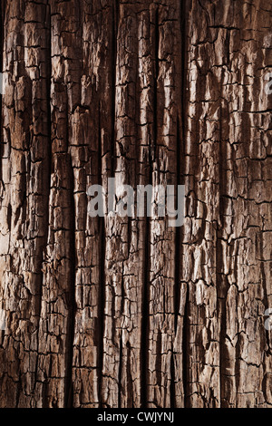 Hintergrund der alten Textur Holz von der Unterseite des Meeres. Stockfoto