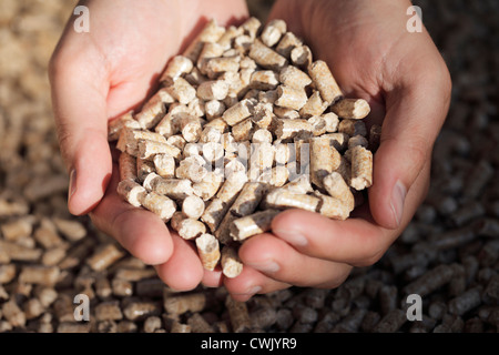 Alternativer Brennstoff: Pellets hergestellt von Industrieholz Abfall. Kurze Tiefenschärfe. Stockfoto