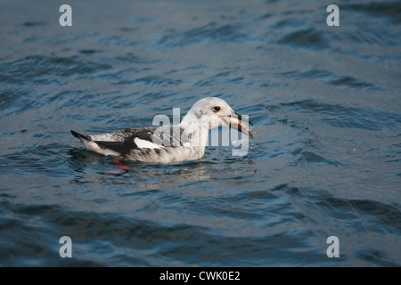 Black Guillemot Cepphus Grylle im Winter Gefieder, Shetland, Scotland, UK Stockfoto