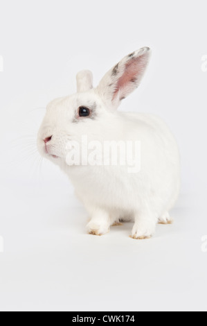 Porträt isoliert einzelne Hauskaninchen in einer Studio-englische Schmetterling-Rasse Stockfoto