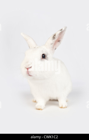 Porträt isoliert einzelne Hauskaninchen in einer Studio-englische Schmetterling-Rasse Stockfoto