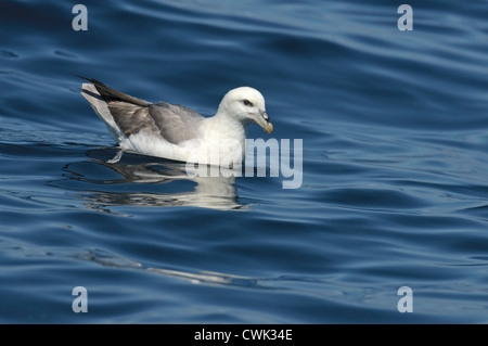 Nördlichen Fulmar (Fulmarus Cyclopoida) in Ruhe auf der Meeresoberfläche. Shetland-Inseln. Juni 2012. Stockfoto