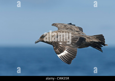 Great Skua oder Bonxie (Stercorarius Skua) Erwachsenen während des Fluges auf dem Meer. Shetland-Inseln. Juni. Stockfoto