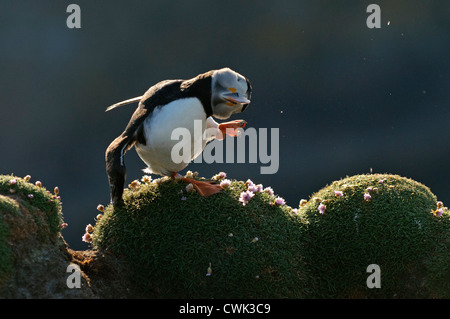 Papageitaucher (Fratercula Arctica) Sommer Erwachsenen putzen. Fair-Isle, Shetland. Juni. Stockfoto