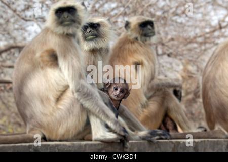 Grau / Hanuman-Languren (Semnopithecus Entellus)-Familie mit Baby, Ranthambore Nationalpark, Sawai Madhopur, Rajasthan, Indien Stockfoto