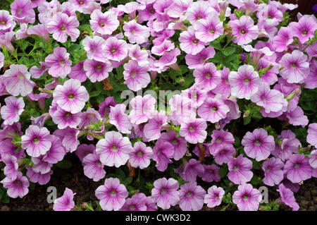 Rosa Blüten der Petunie hautnah Stockfoto