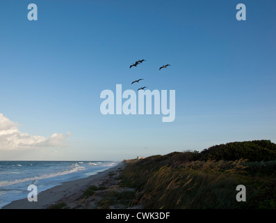 Pelikane fliegen über Melbourne Beach am Atlantik in Central Florida USA bei Sonnenuntergang Stockfoto