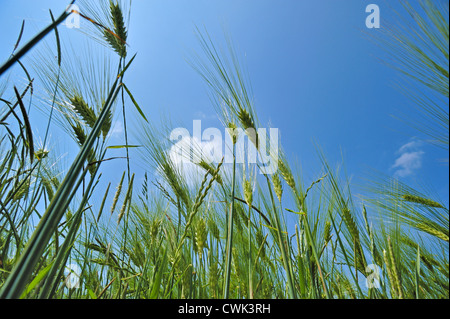 Wurm's – Blick auf die Ohren der Gerste (Hordeum Vulgare) im Feld im Frühjahr, Frankreich Stockfoto