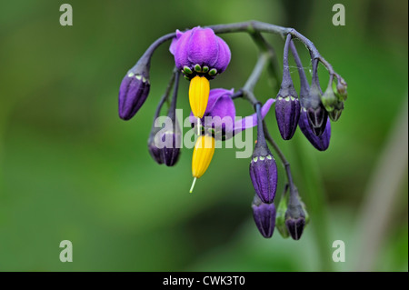 Bittersüße Nachtschatten / Nightshade bitter / holzig Nachtschatten (Solanum Dulcamara) in Blüte, La Brenne, Frankreich Stockfoto