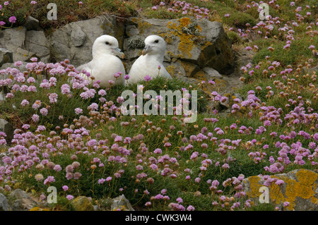 Nördlichen Fulmar (Fulmarus Cyclopoida) paar auf Nest Sims unter Sparsamkeit Blumen. Shetland. Juni. Stockfoto