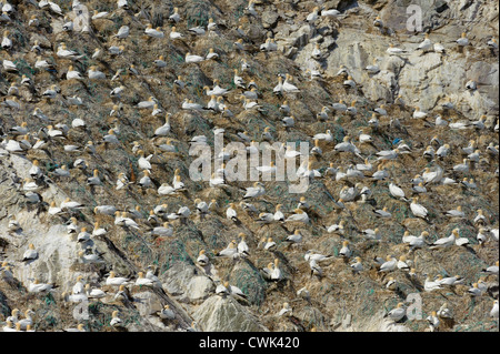 Basstölpel (Morus Bassanus) Brutkolonie bei Muckle Flugga zeigt Nester aus ausrangierten Linien und Netz gebaut. Stockfoto