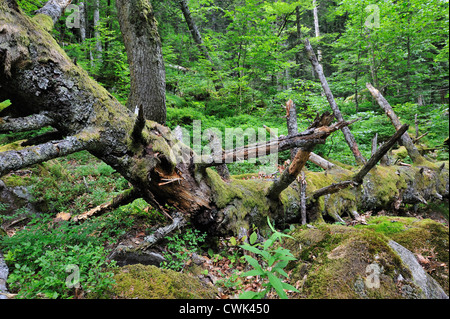 Gefallenen und gebrochene Baumstamm in Moos, verließ, um als Totholz Lebensraum für Wirbellose, Pyrenäen, Fran auf Waldboden verrotten abgedeckt Stockfoto