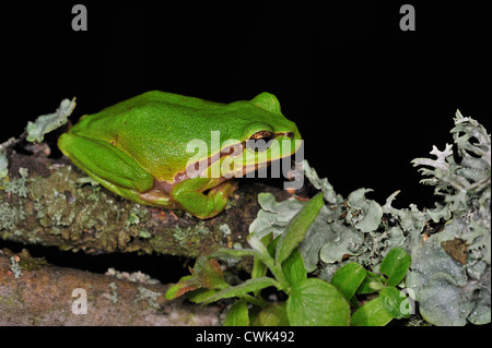 Europäische / gemeinsame Laubfrosch (Hyla Arborea) sitzen auf Flechten bedeckt Zweig in der Nacht Stockfoto