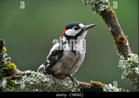 Buntspecht / größere Spotted Woodpecker (Dendrocopos großen) männlich thront auf Zweig abgedeckt in Flechten, Belgien Stockfoto