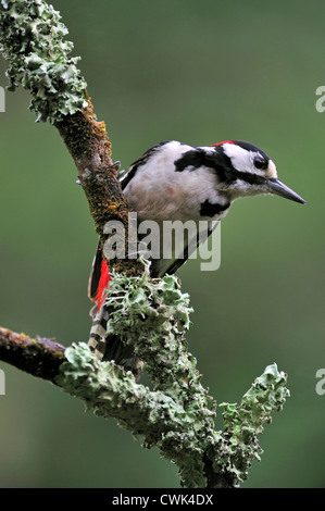 Buntspecht / größere Spotted Woodpecker (Dendrocopos großen) männlich thront auf Zweig abgedeckt in Flechten, Belgien Stockfoto