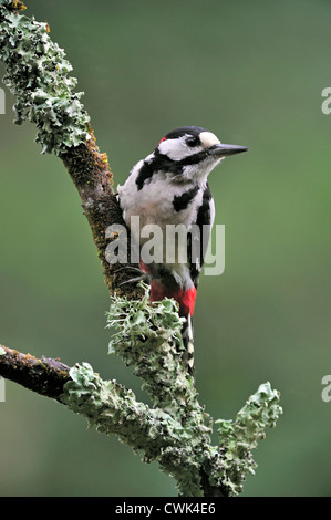 Buntspecht / größere Spotted Woodpecker (Dendrocopos großen) männlich thront auf Zweig abgedeckt in Flechten, Belgien Stockfoto