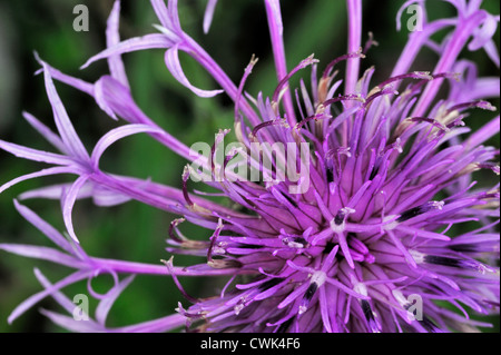 Größere Flockenblume (Centaurea Scabiosa) in Nahaufnahme Flowerhead, Ardennen, Belgien Stockfoto