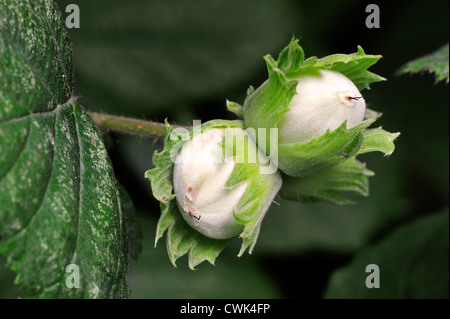 Gemeinsame Hasel (Corylus Avellana), close-up von Haselnüssen Reifung auf Baum im Frühling, Ardennen, Belgien Stockfoto
