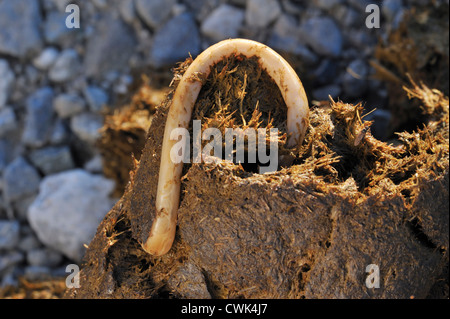 Pferd Fadenwurm / Equine Spulwürmer (Parascaris Equorum), Parasiten Würmer in Pferdemist / Gülle Stockfoto