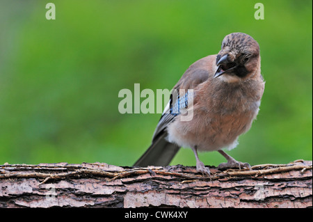 Eichelhäher (Garrulus Glandarius) juvenile Berufung aus Baumstamm Stockfoto