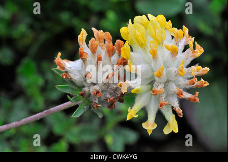 Gemeinsame Kidneyvetch / Niere Wicke / Woundwort (Anthyllis Vulneraria) in Blüte Stockfoto