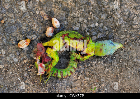 Western grüne Eidechse (Lacerta Bilineata), Roadkill Weibchen mit Eiern Stockfoto