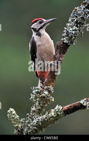 Buntspecht / größere Spotted Woodpecker (Dendrocopos großen) Juvenile thront auf Zweig abgedeckt in Flechten, Belgien Stockfoto