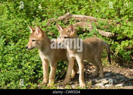 Zwei Kojoten Cubs nebeneinander stehen hörten neugierig schauen in die Richtung eines Geräusches Stockfoto