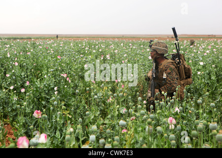 Ein US-Marine bietet Sicherheit durch ein Mohnfeld während einer Patrouille Sat 18. April 2012 in Mardscha, Afghanistan. Stockfoto