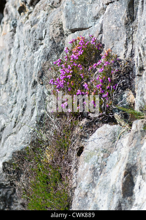 Wilder Thymian (Thymus Alpigenus) wächst in den Felsen des Slieve League Klippen, County Donegal, Irland. Stockfoto