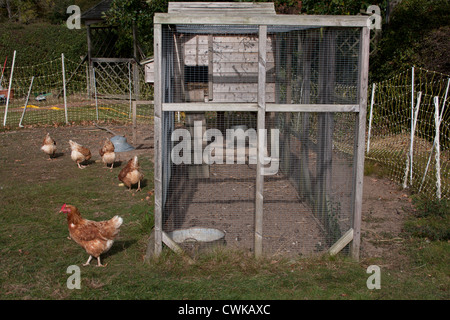 Freilandhaltung inländische Hühner Stockfoto