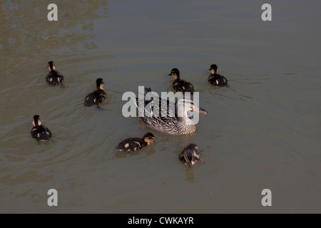 Stockente und Entenküken im Kanal an Fenny Compton, Oxford-Kanal, England Stockfoto