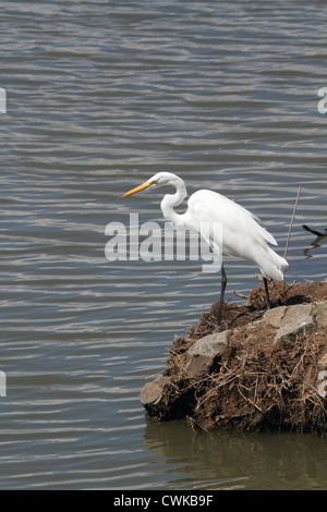 Ein Silberreiher, Ardea Alba, am Rand des Wassers stehen. Edwin B. Forsythe National Wildlife Refuge, Oceanville, NJ, USA Stockfoto