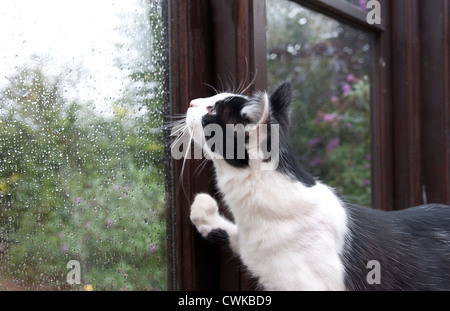 schwarzen & weiße Kätzchen beobachtete Regen durch Fenster Stockfoto