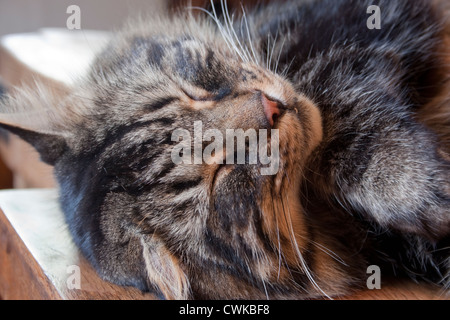 Katze schläft im Bauernhaus Küche Stockfoto