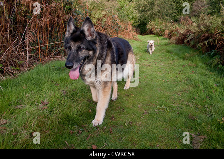 zwei Hunde spazieren Stockfoto