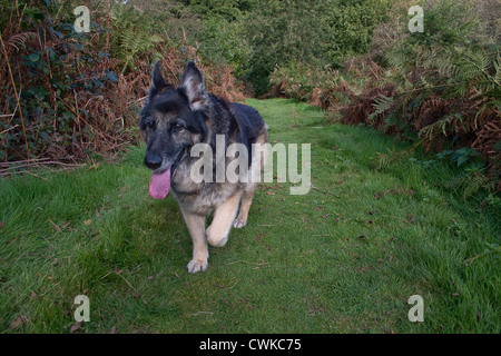 Deutscher Schäferhund Kreuz Hund spazieren Stockfoto