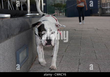 Frau zu Fuß Hund an der Leine in Canary Wharf, London, England Stockfoto