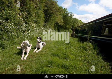 zwei Hunde am Leinpfad, Oxford Canal, Oxfordshire Stockfoto