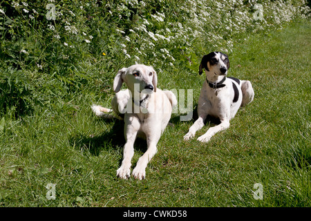 zwei Hunde am Leinpfad, Oxford Canal, Oxfordshire Stockfoto