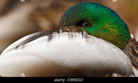 Kanada, British Columbia, George C. Reifel Migratory Bird Sanctuary, Stockente (Anas Plathyrhynchos) drake Stockfoto
